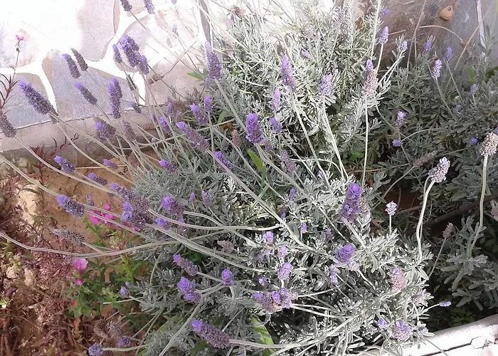 Prombona Petrino Spiti